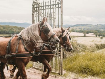 Calèche de prestige pour votre mariage