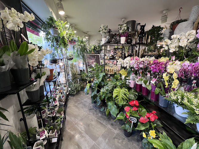 AMARYLLIS/LE TEMPS DES FLEURS