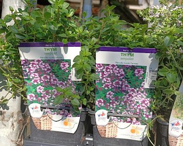 Aux Fleurs Du Soleil /Sébastien Linossier