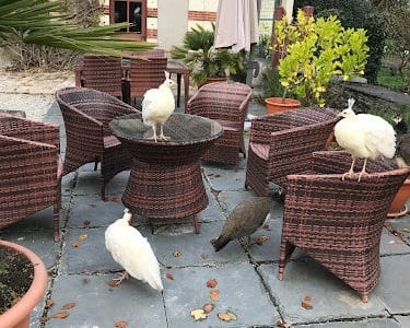 Belle Poule Réception