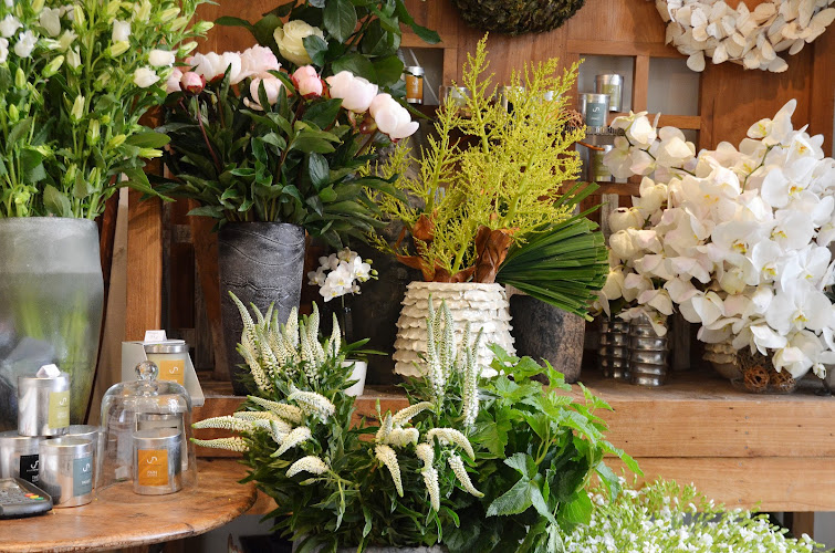 Camelia Blanc Fleuriste