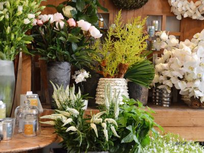 Camelia Blanc Fleuriste