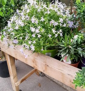 Du Vert Au Balcon