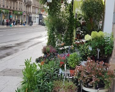 FLEUR DE LA FAYETTE