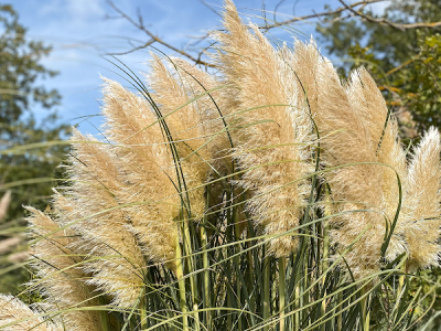 Fleurs des sables - Livraison de fleurs séchées