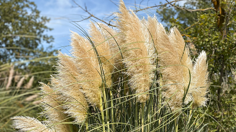 Fleurs des sables - Livraison de fleurs séchées