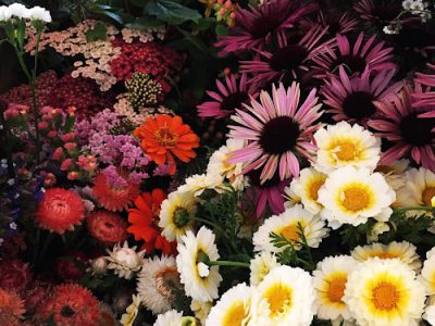 Fleurs Sauvages - Charline Bernard