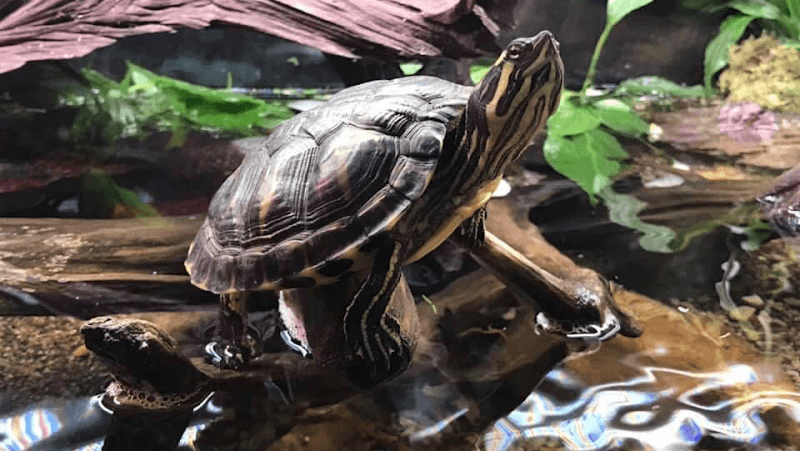 Maison de la Pêche et de la Nature