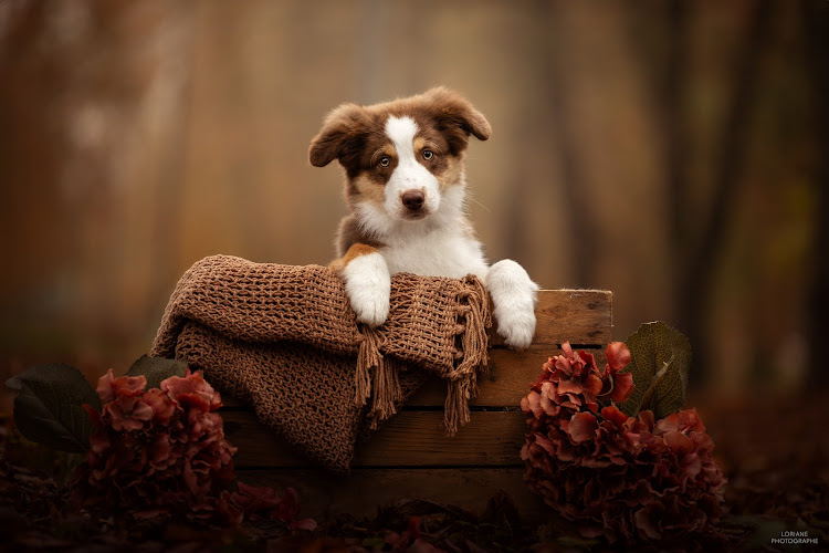 Loriane Masson - Photographe Animalier