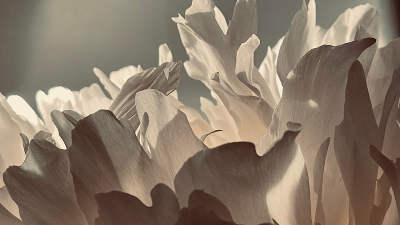 Mariya Tolpeko - Photographe & Vidéaste