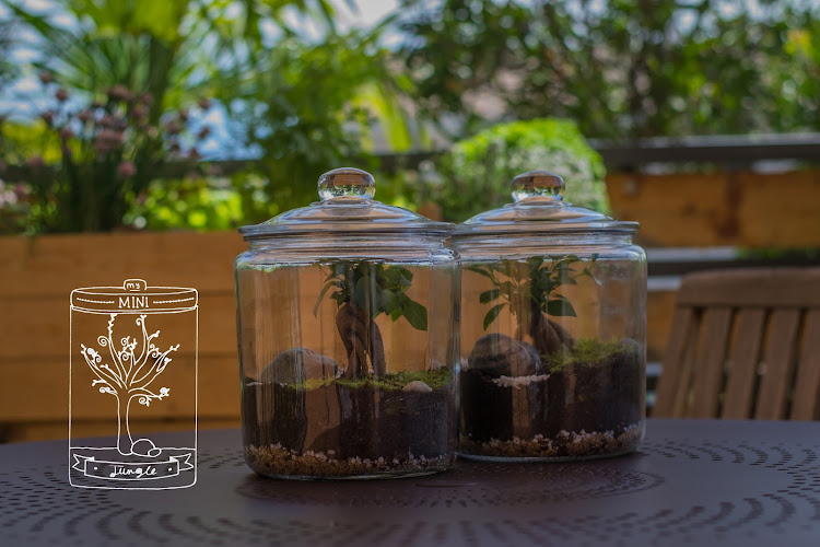 My mini jungle