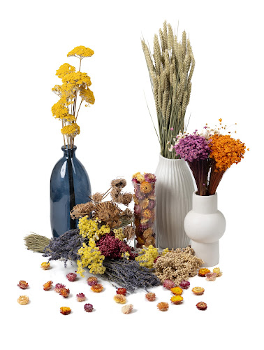 Phocealys végétaux stabilisés et secs - preserved and dried plants