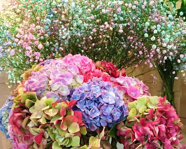 Pivoine et Caudalie - Atelier végétal Eragny