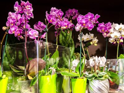 Point Fleurs Chez Rodolphe