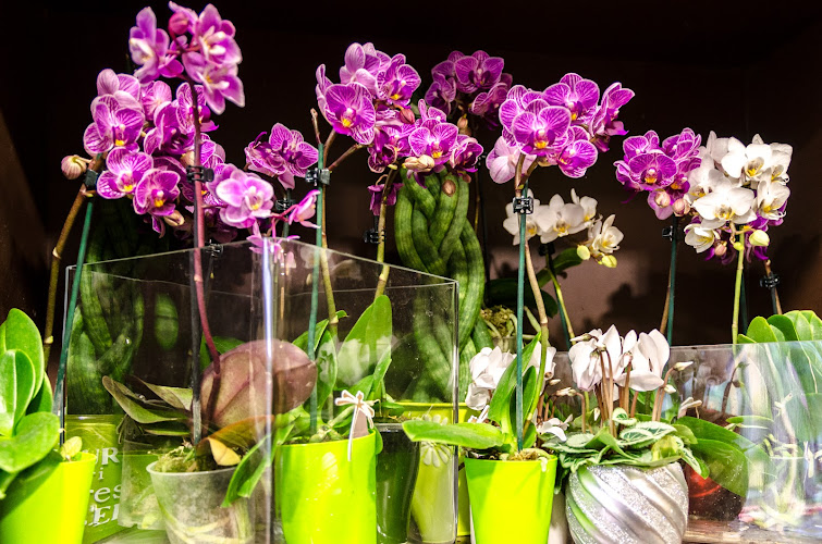 Point Fleurs Chez Rodolphe