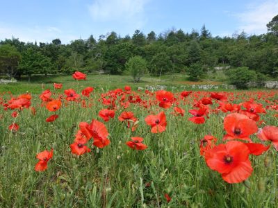 Provence is calling: Guide & Chauffeur