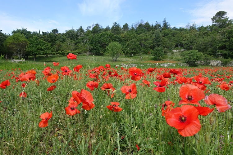 Provence is calling: Guide & Chauffeur