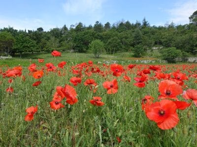 Provence is calling: Guide & Chauffeur