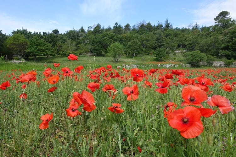 Provence is calling: Guide & Chauffeur