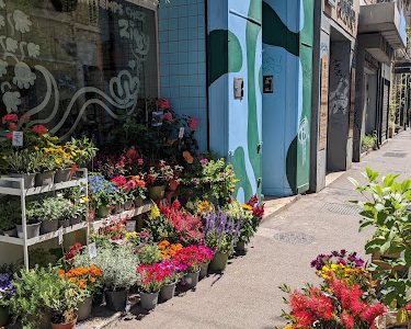 Ziggy | Fleuriste Marseille